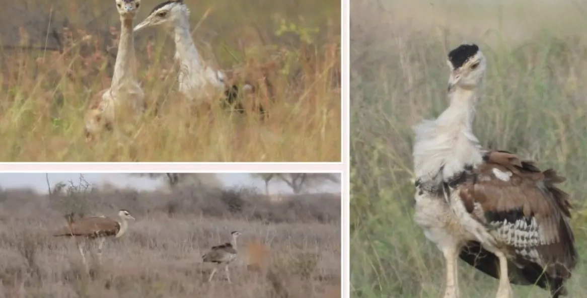 Great Indian Bustard birds at the Naliya sanctuary in Kutch.