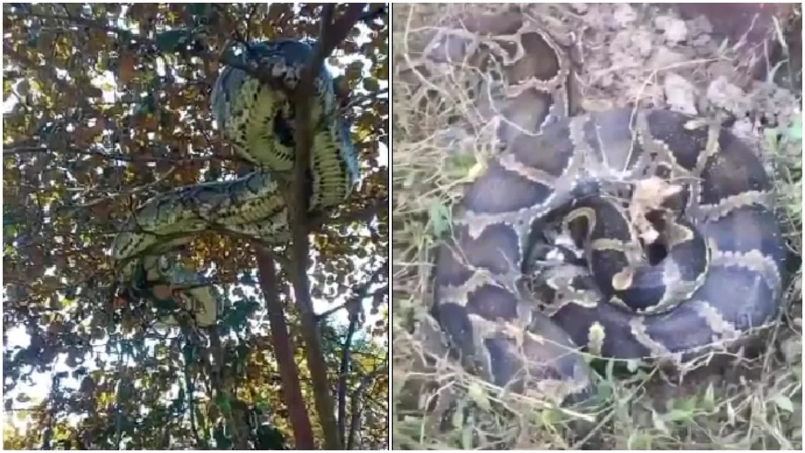 Two giant pythons spotted in Assam.